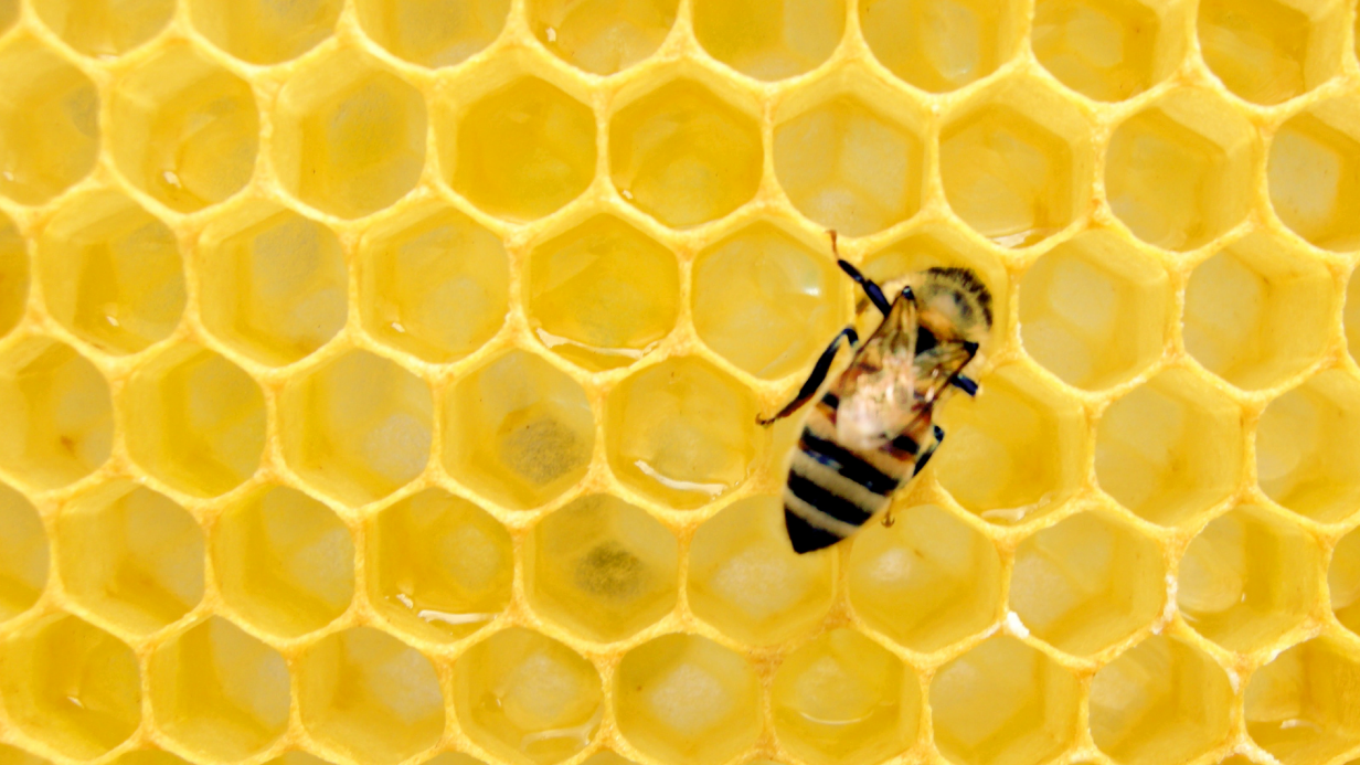honeyminer